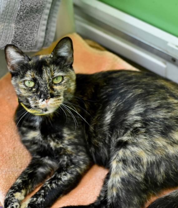 Enlarge Rose, a Adoptable Domestic Short Hair in Marietta, GA image 4/4