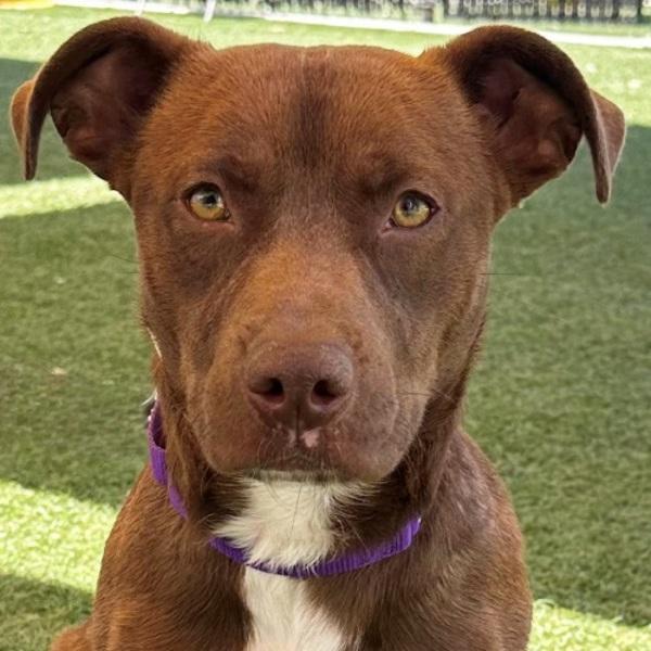 Enlarge Aster, a Adoptable mixed breed in Walnut Creek, CA image 2/2