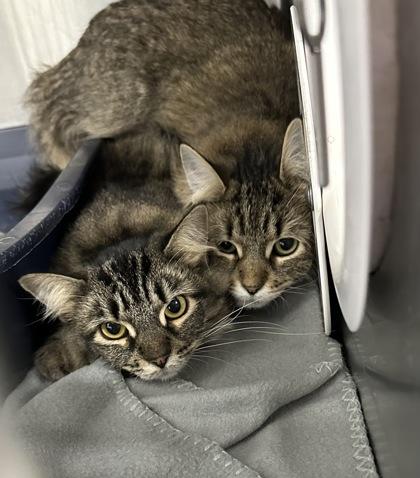 Dusty, Adoptable, Adult Female Domestic Medium Hair & Domestic Short Hair.