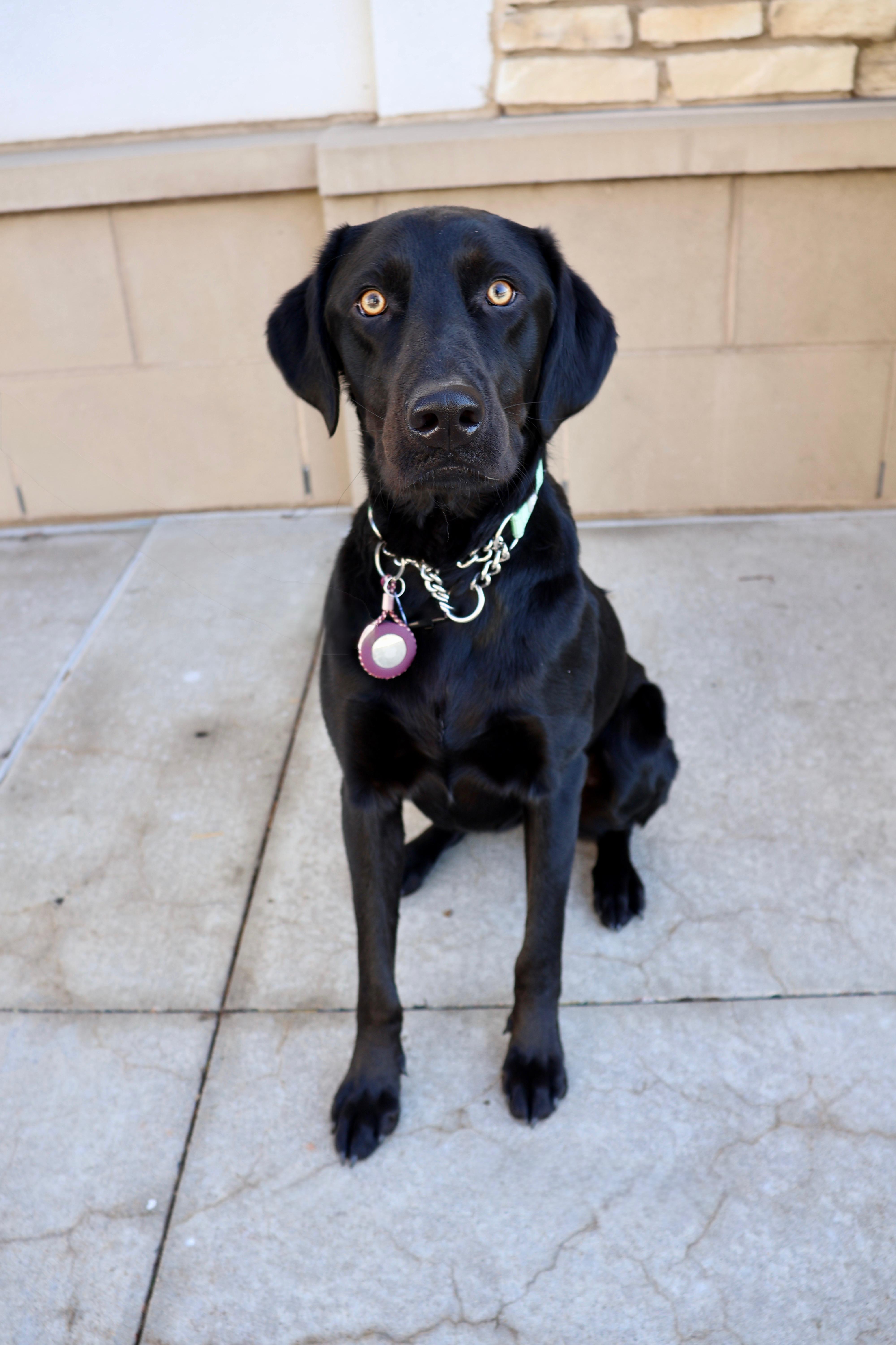 Ava, an adopted mixed breed in Fort Collins, CO image 5/6