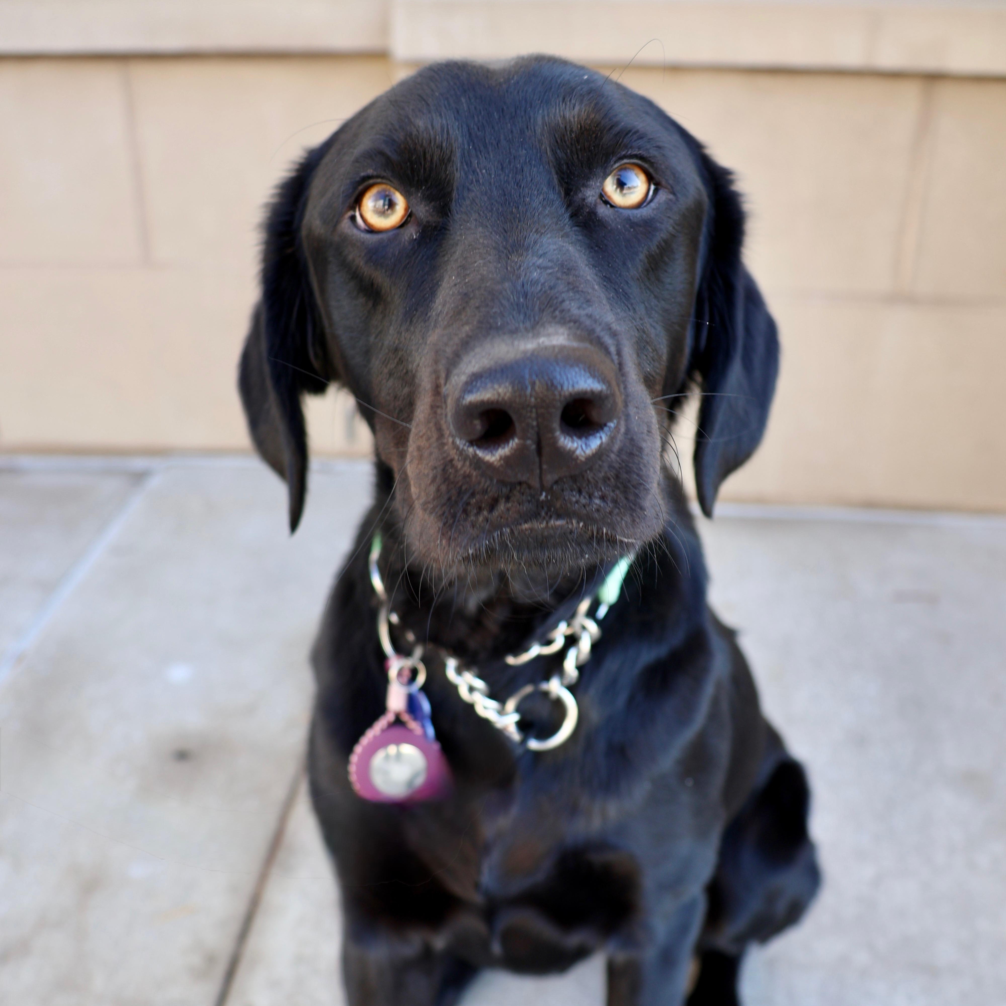Ava, an adopted mixed breed in Fort Collins, CO image 1/6