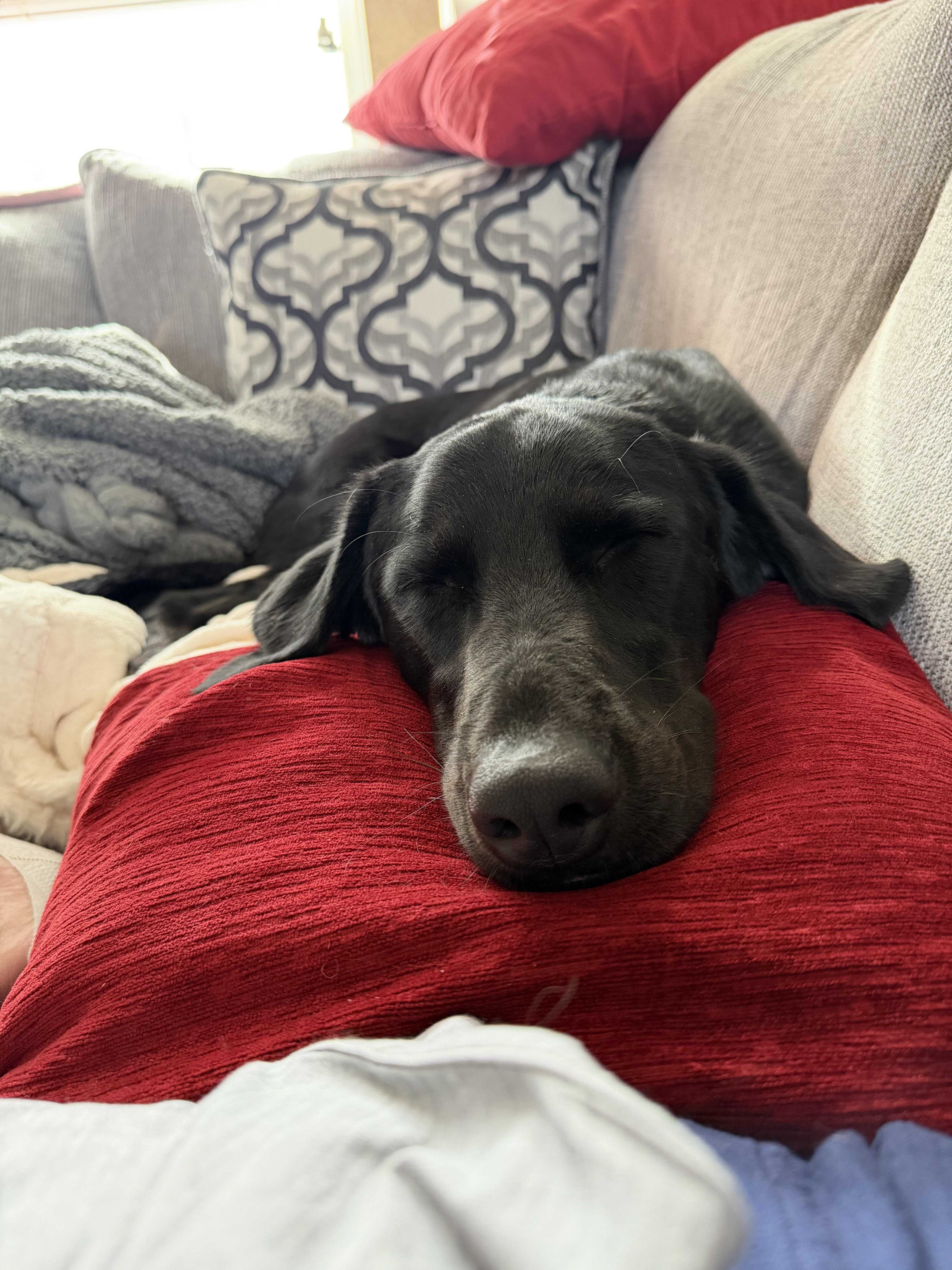 Ava, an adopted mixed breed in Fort Collins, CO image 4/6