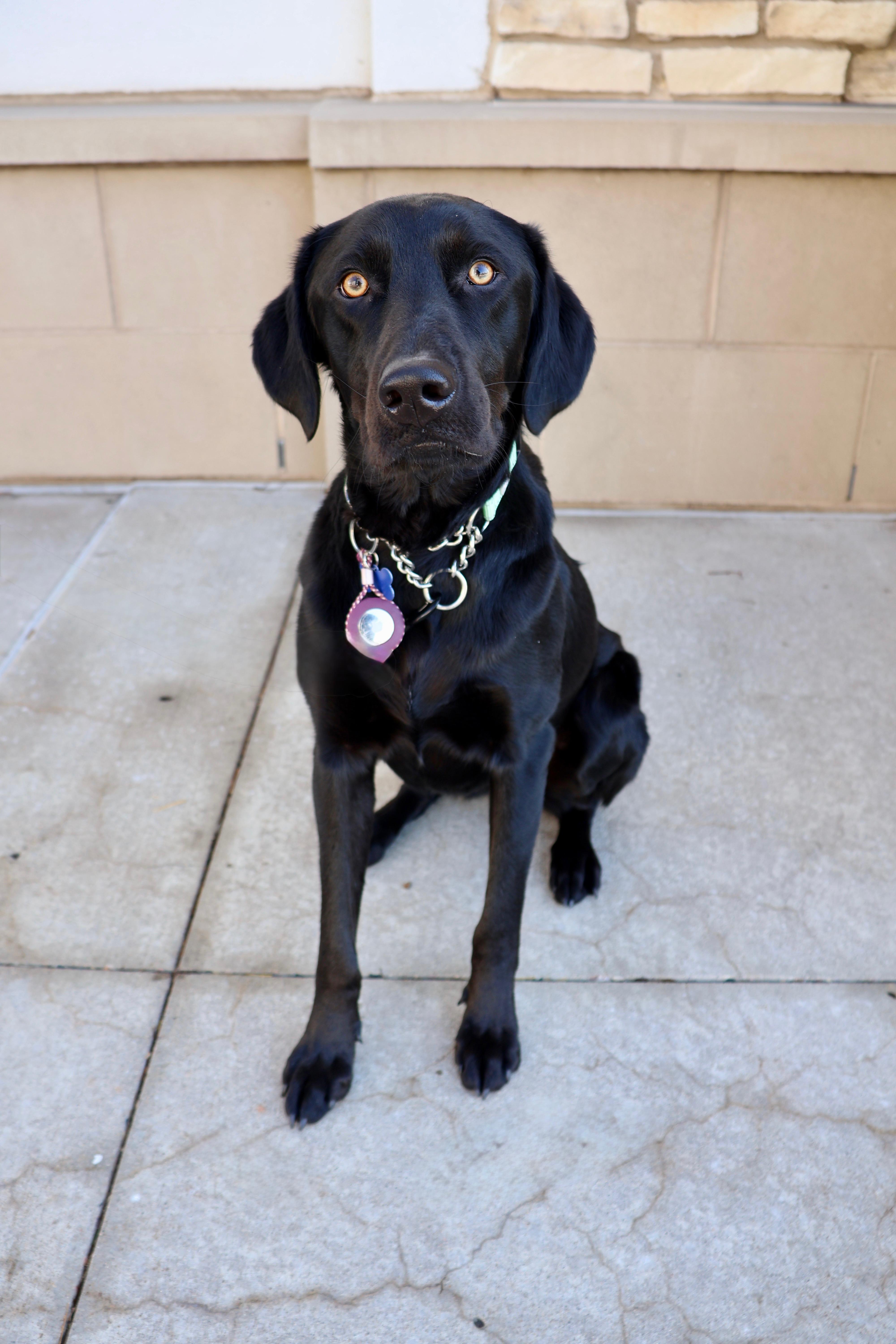Ava, an adopted mixed breed in Fort Collins, CO image 3/6