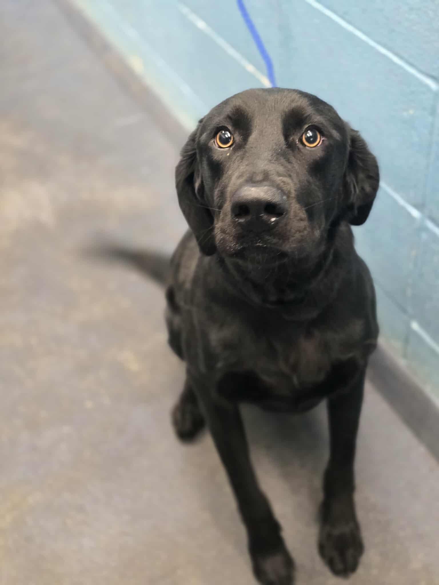 Ava, an adopted mixed breed in Fort Collins, CO image 6/6