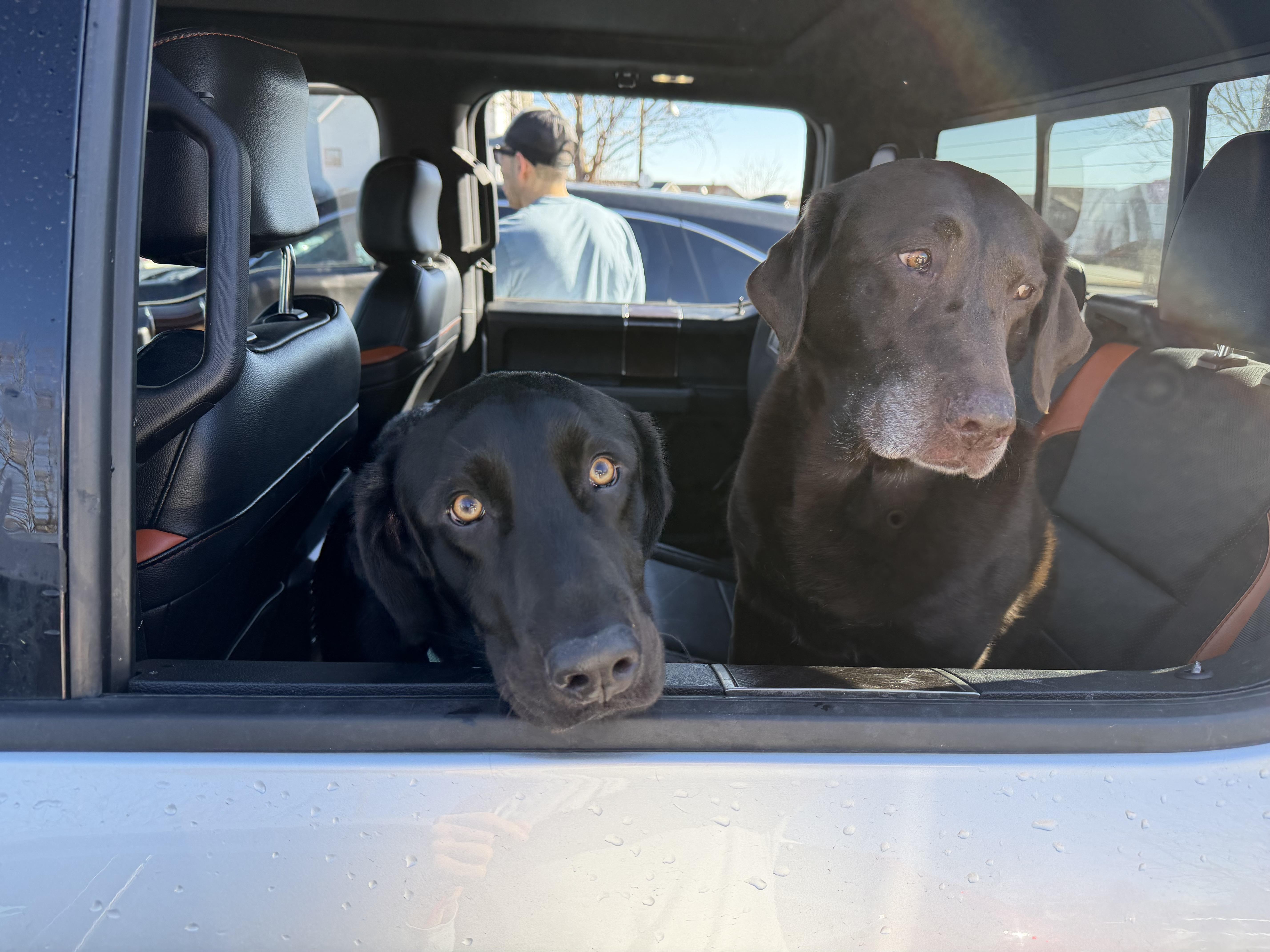 Ava, an adopted mixed breed in Fort Collins, CO image 2/6