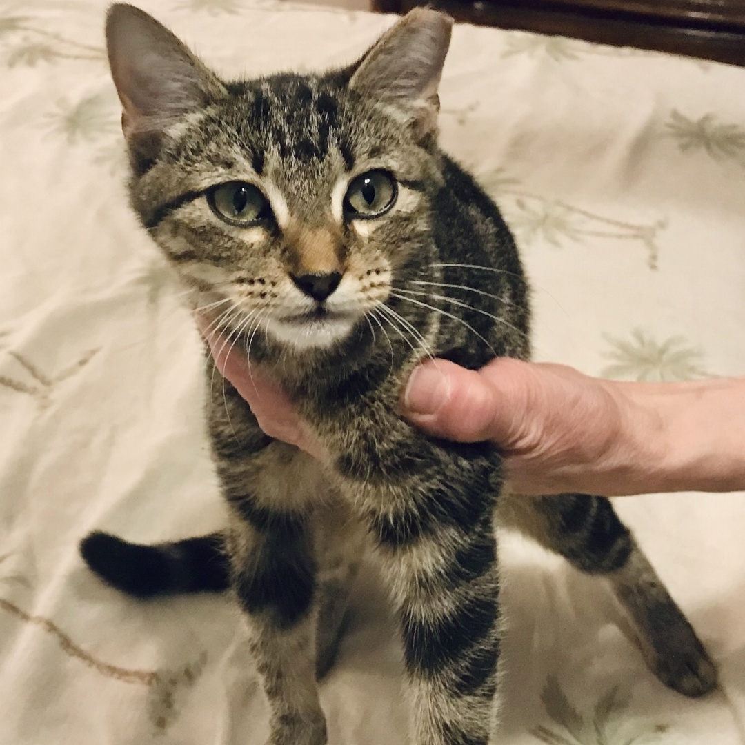 Enlarge Marmalade, a Adopted Tabby in Sunset, LA image 4/4