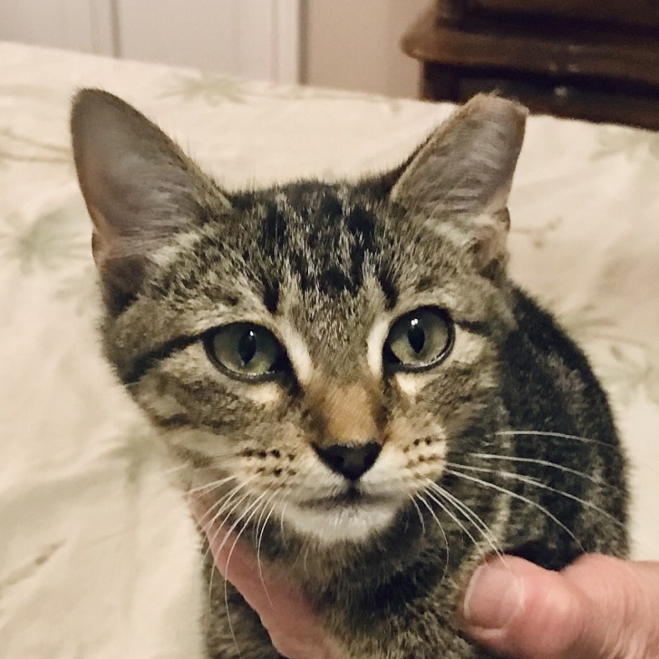 Enlarge Marmalade, a Adopted Tabby in Sunset, LA image 1/4