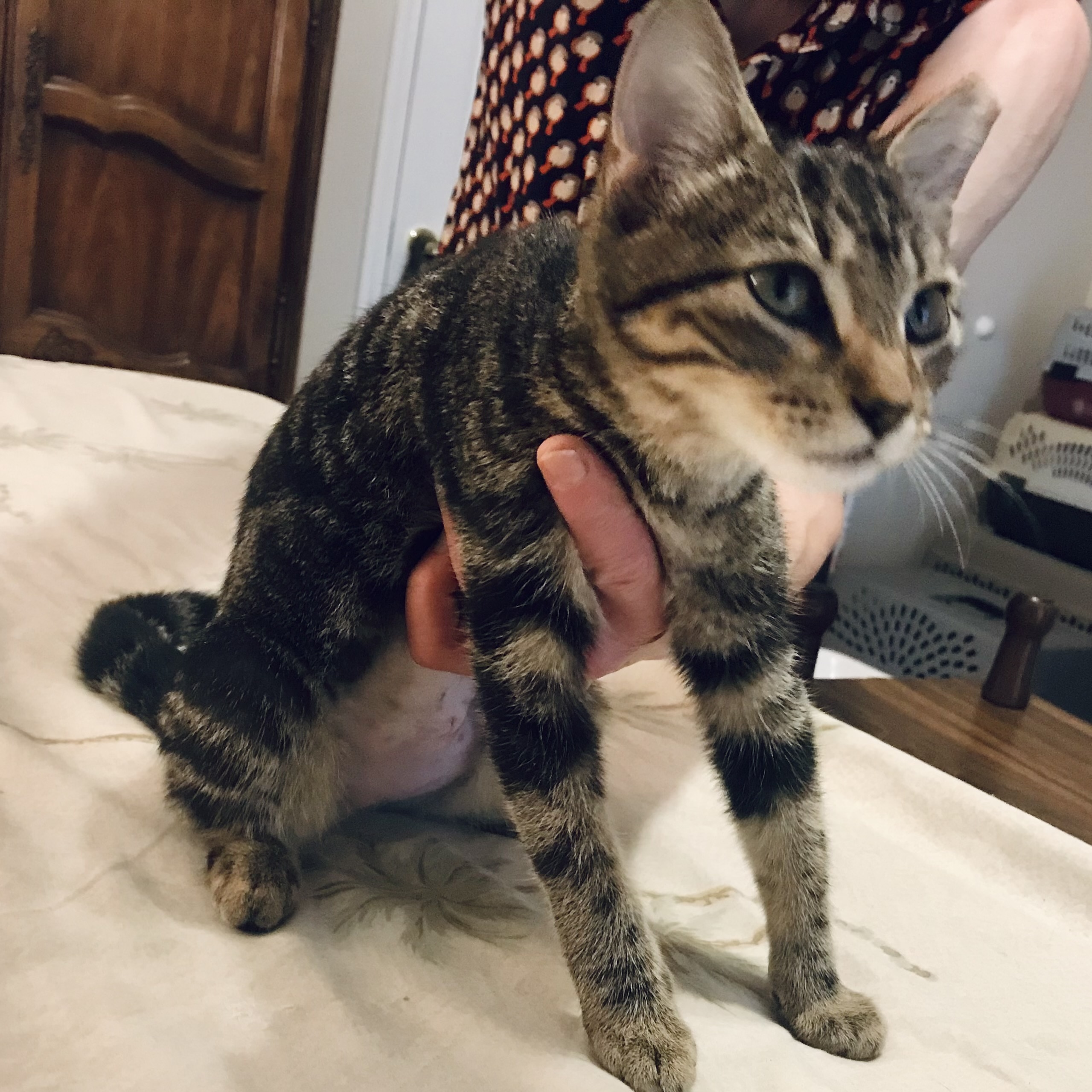 Enlarge Marmalade, a Adopted Tabby in Sunset, LA image 2/4