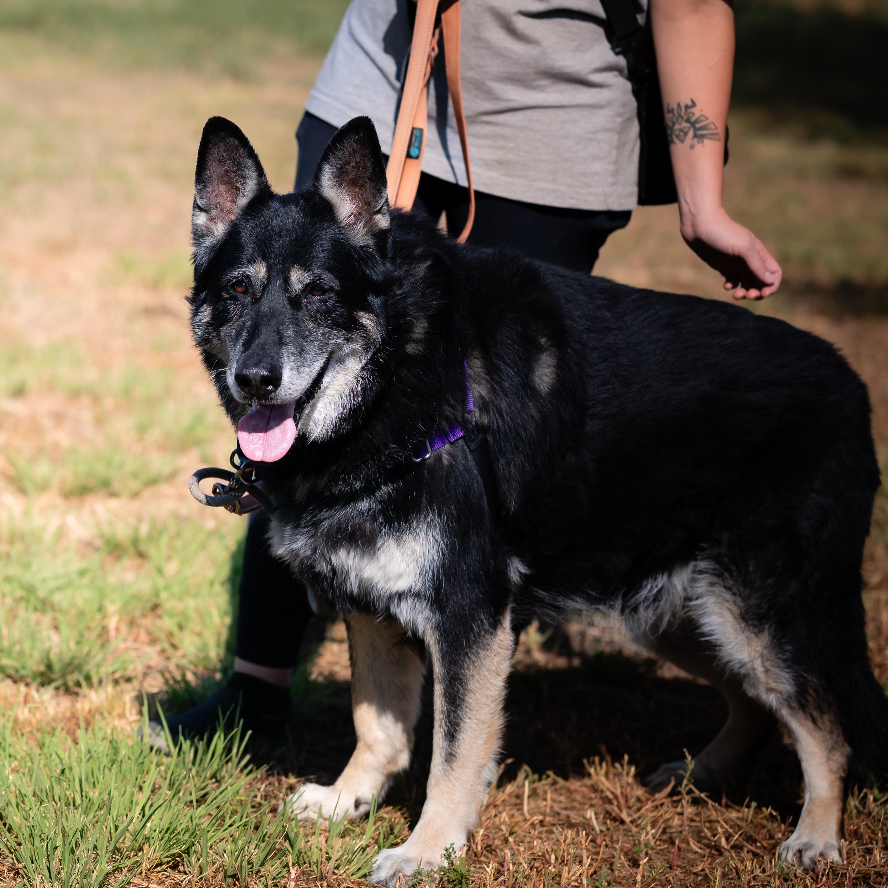 Nala (Female 11 yrs old) and Poe (Male, 8 Years old)-Bonded, a Adoptable German Shepherd Dog in Pueblo, CO image 2/6