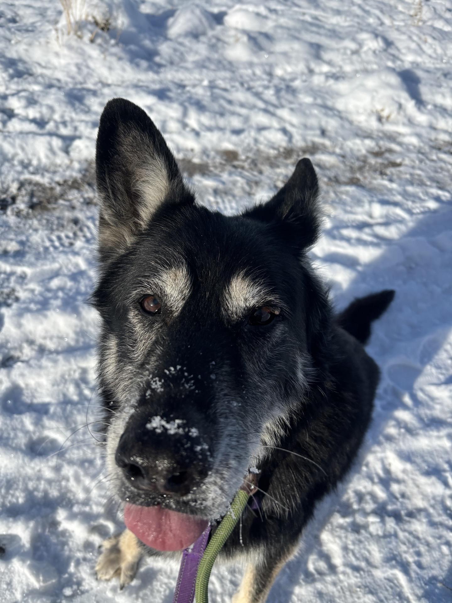 Enlarge Nala (Female 11 yrs old) and Poe (Male, 8 Years old)-Bonded, a Adoptable German Shepherd Dog in Pueblo, CO image 1/6