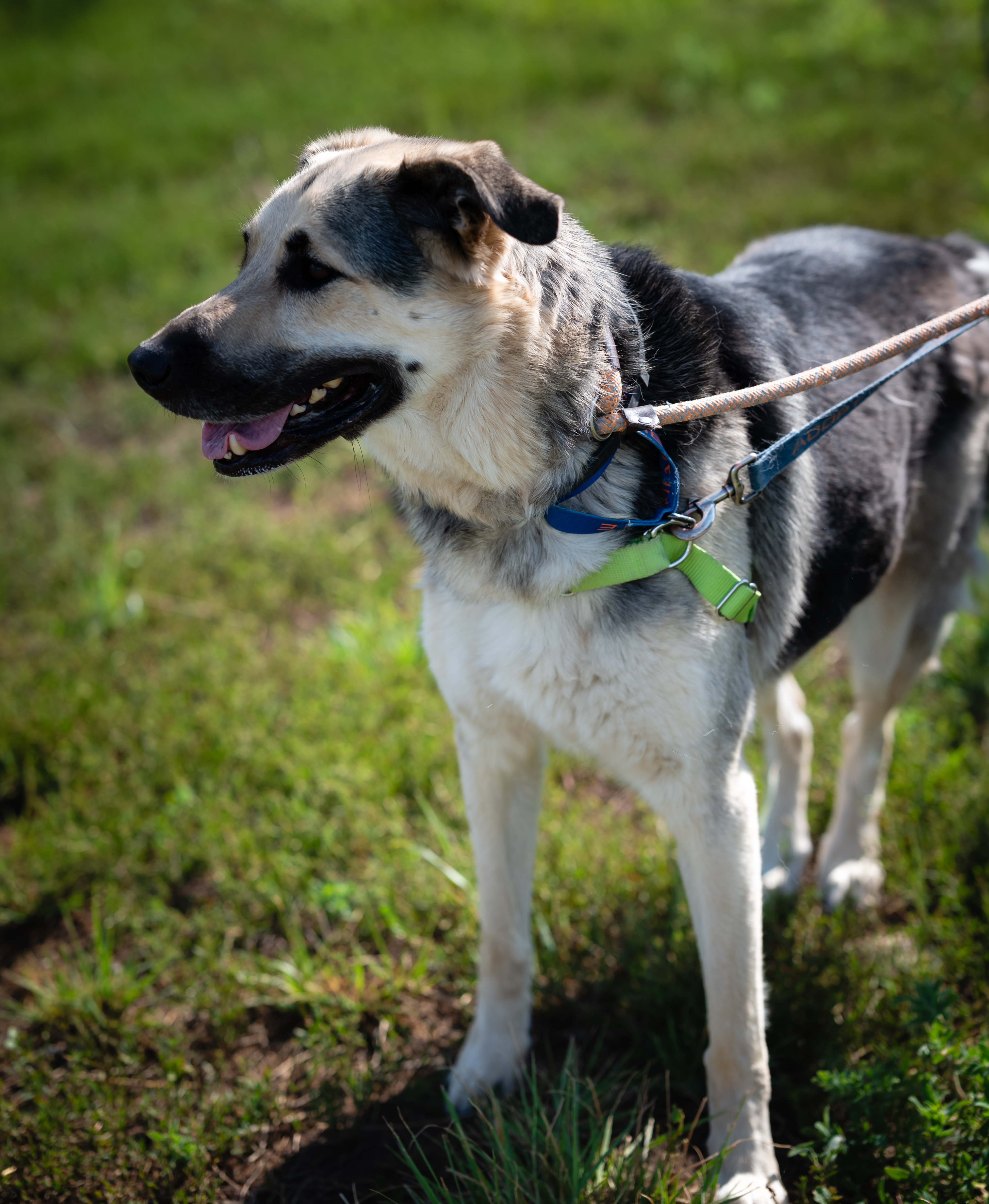 Nala (Female 11 yrs old) and Poe (Male, 8 Years old)-Bonded, a Adoptable German Shepherd Dog in Pueblo, CO image 5/6