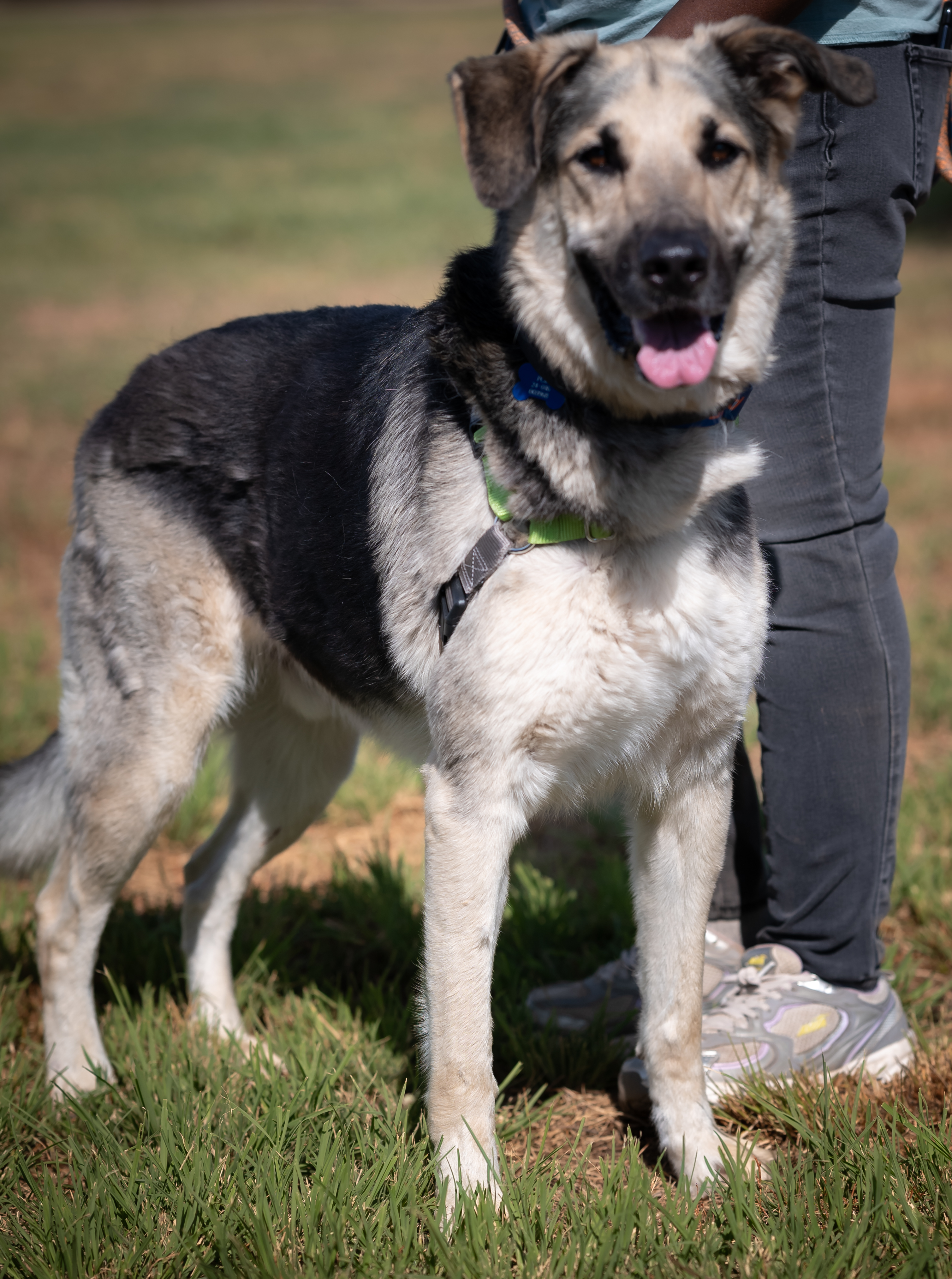 Nala (Female 11 yrs old) and Poe (Male, 8 Years old)-Bonded, a Adoptable German Shepherd Dog in Pueblo, CO image 6/6