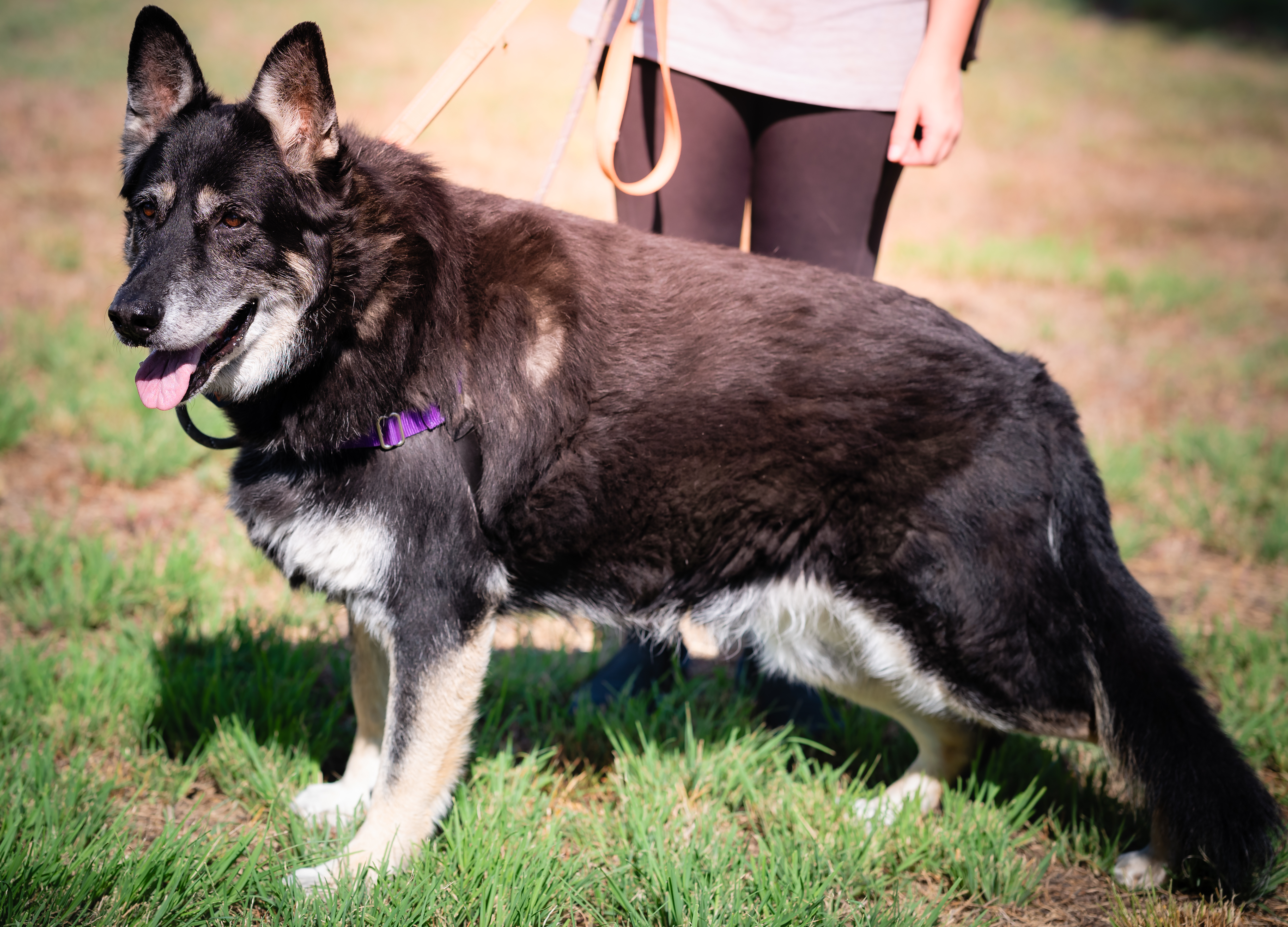 Nala (Female 11 yrs old) and Poe (Male, 8 Years old)-Bonded, a Adoptable German Shepherd Dog in Pueblo, CO image 4/6