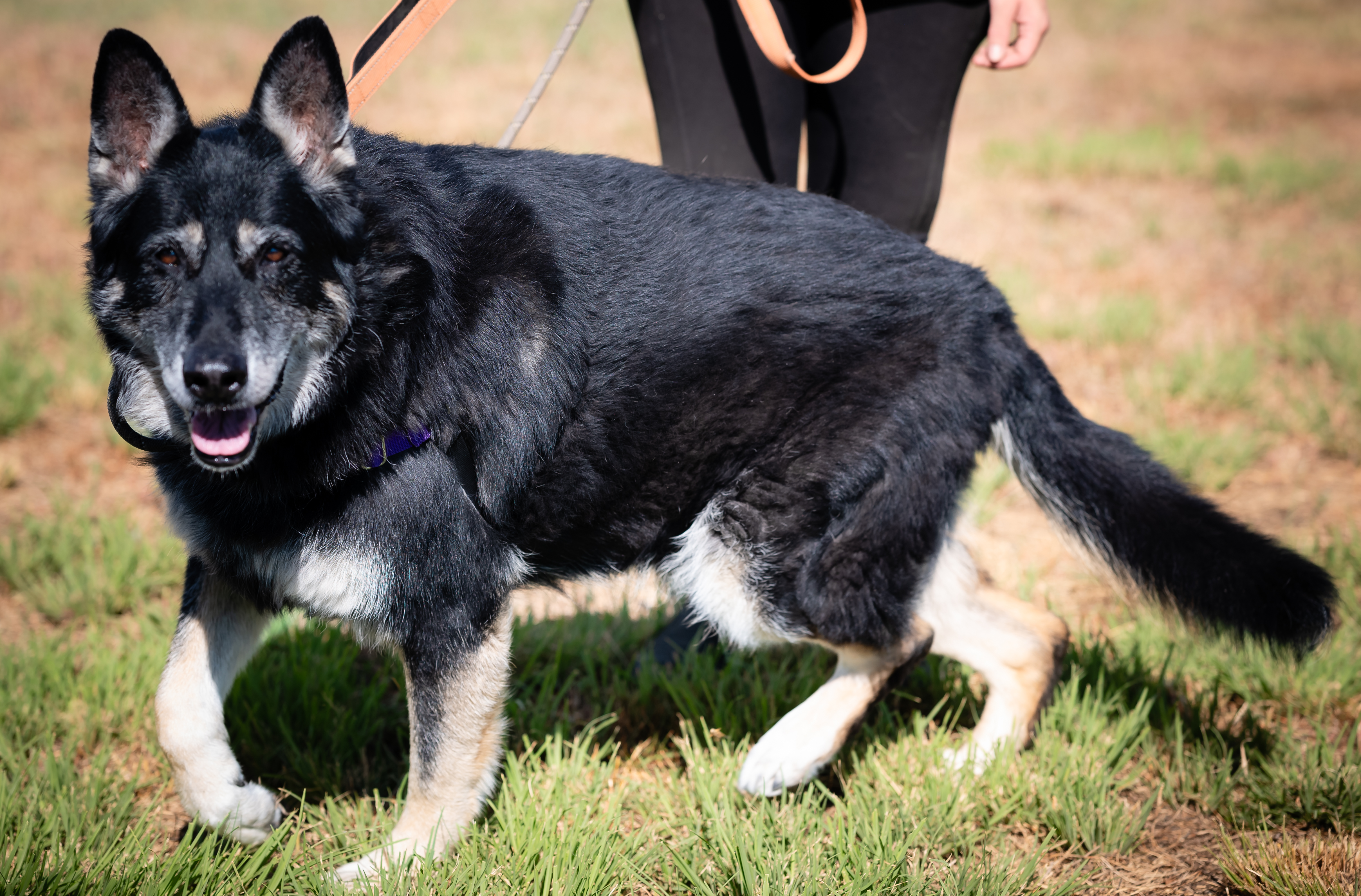 Nala (Female 11 yrs old) and Poe (Male, 8 Years old)-Bonded, a Adoptable German Shepherd Dog in Pueblo, CO image 3/6