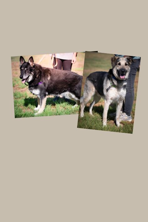 Nala (Female 11 yrs old) and Poe (Male, 8 Years old)-Bonded, Adoptable, Senior Female German Shepherd Dog.