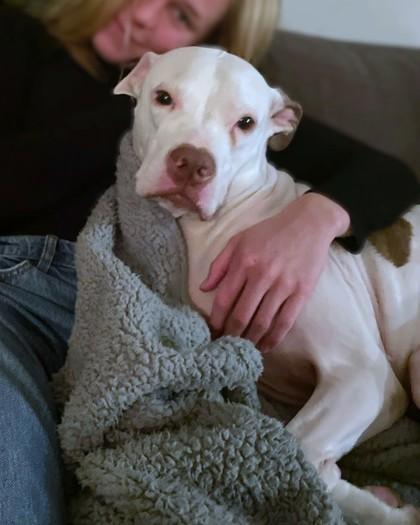 Lima Bean, Adoptable, Adult Male Pit Bull Terrier & Mixed Breed.