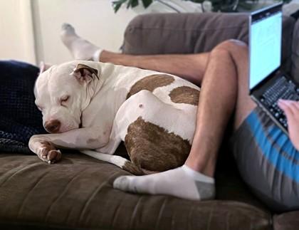 Enlarge Lima Bean, a Adoptable mixed breed in Washington, DC image 1/3