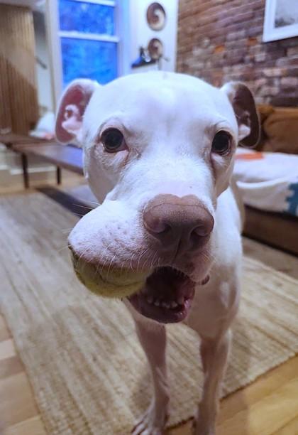 Lima Bean, a Adoptable mixed breed in Washington, DC image 1/3