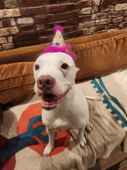 Enlarge Lima Bean, a Adoptable mixed breed in Washington, DC image 3/3