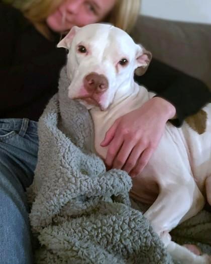 Lima Bean, Adoptable, Adult Male Pit Bull Terrier & Mixed Breed.