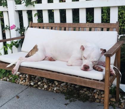 Lima Bean, a Adoptable mixed breed in Washington, DC image 3/3