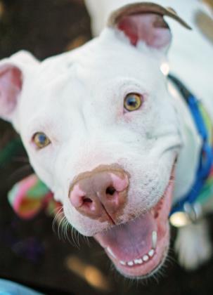 Enlarge Lima Bean, a Adoptable mixed breed in Washington, DC image 2/3