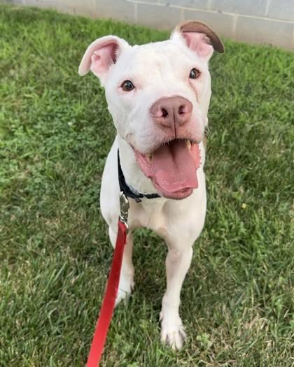 Enlarge Lima Bean, a Adoptable mixed breed in Washington, DC image 3/3