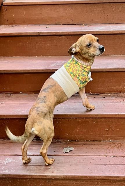 Fidget, an adoptable Chiweenie in Ladson, SC, 29456 | Photo Image 3