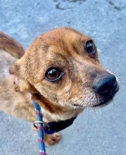 Fidget, an adoptable Chiweenie in Ladson, SC, 29456 | Photo Image 2