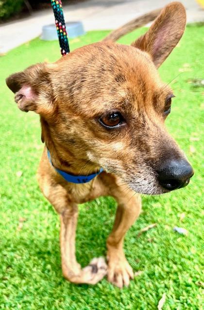 Fidget, an adoptable Chiweenie in Ladson, SC, 29456 | Photo Image 5