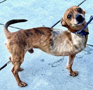 Fidget, an adoptable Chiweenie in Ladson, SC, 29456 | Photo Image 4