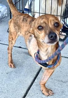 Fidget, an adoptable Chiweenie in Ladson, SC, 29456 | Photo Image 1