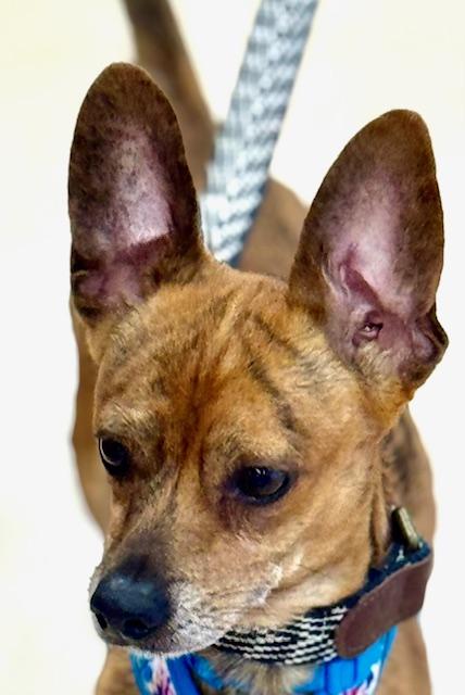 Fidget, an adoptable Chiweenie in Ladson, SC, 29456 | Photo Image 6