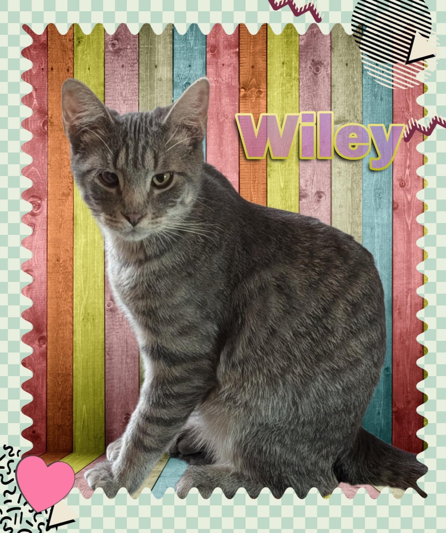 Wiley, adopted, Young Male Domestic Short Hair.