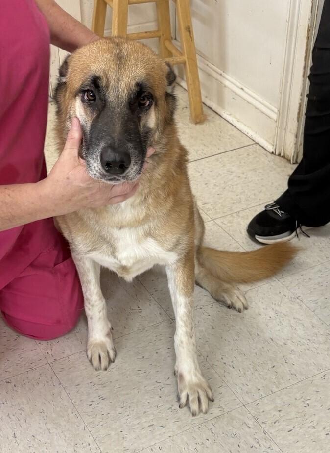 Enlarge Wendell, a Adoptable Belgian Shepherd / Malinois in Dawson, GA image 1/1