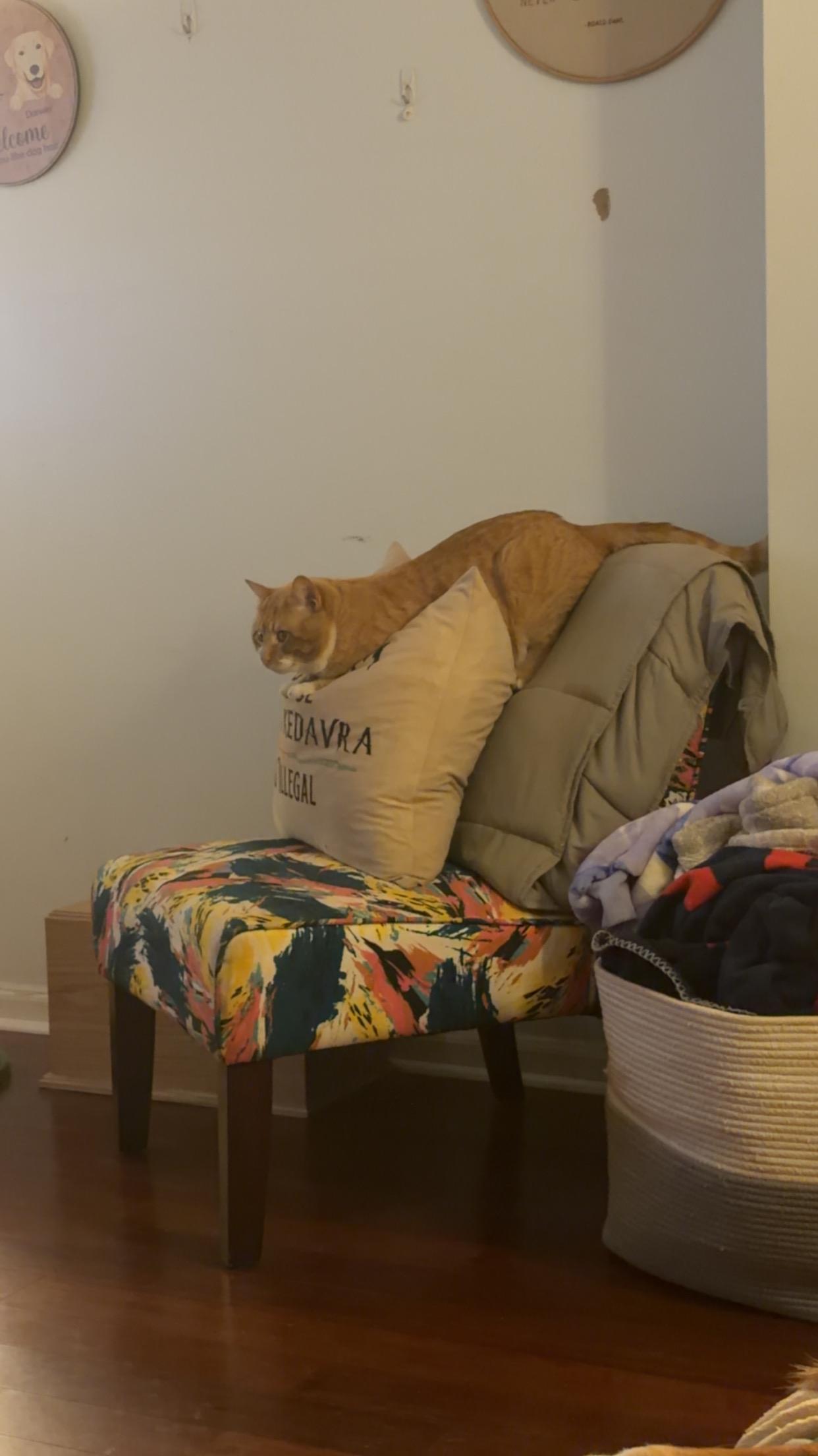 Enlarge Mango, an adopted Domestic Short Hair in Moore, SC image 4/6