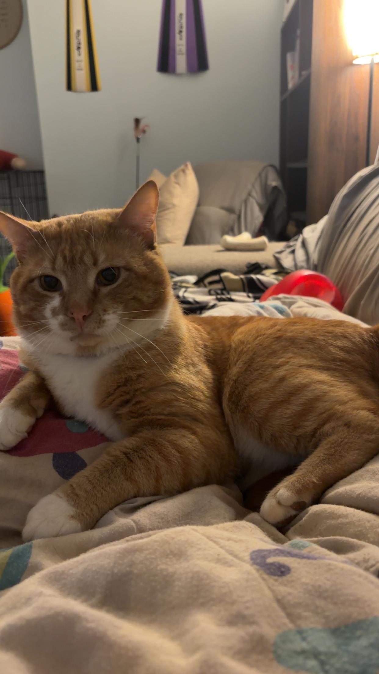 Mango, adopted, Adult Male Domestic Short Hair.