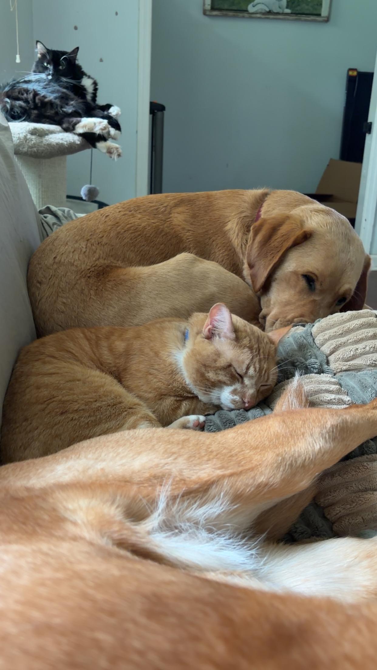 Enlarge Mango, an adopted Domestic Short Hair in Moore, SC image 5/6