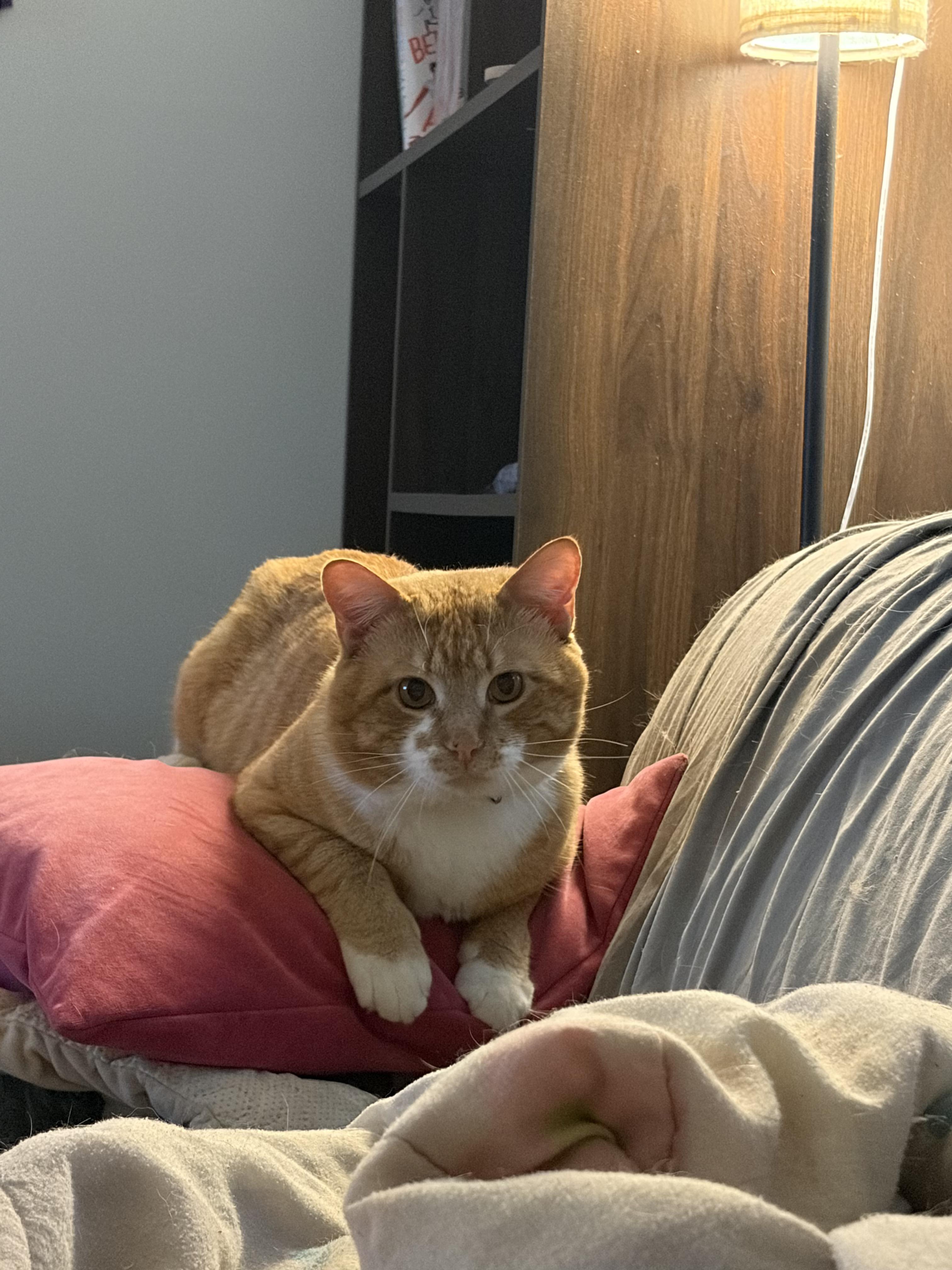 Enlarge Mango, an adopted Domestic Short Hair in Moore, SC image 6/6