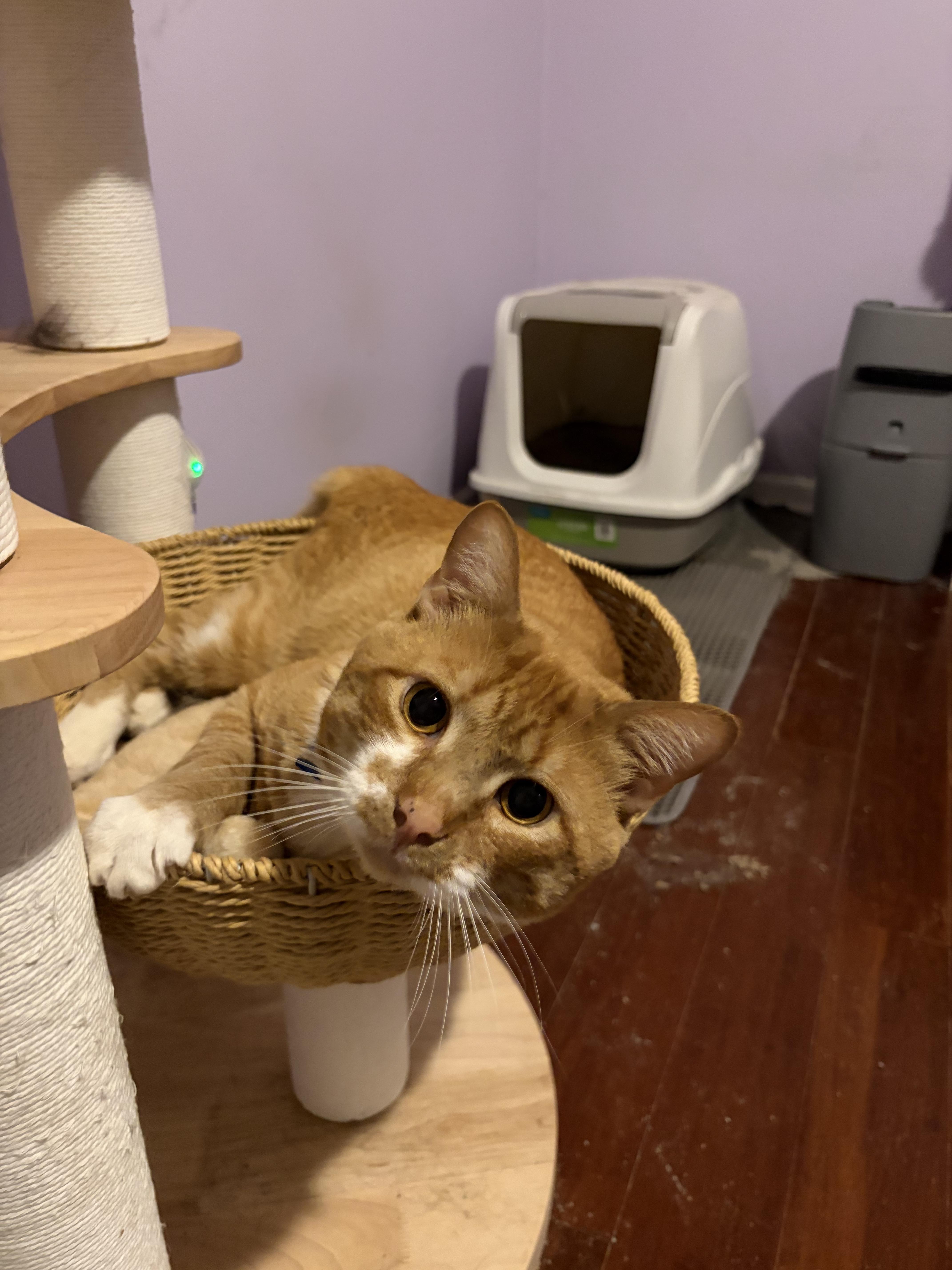 Enlarge Mango, an adopted Domestic Short Hair in Moore, SC image 3/6