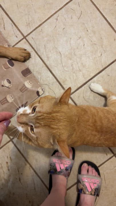 Enlarge Mango, an adopted Domestic Short Hair in Moore, SC video 1/6