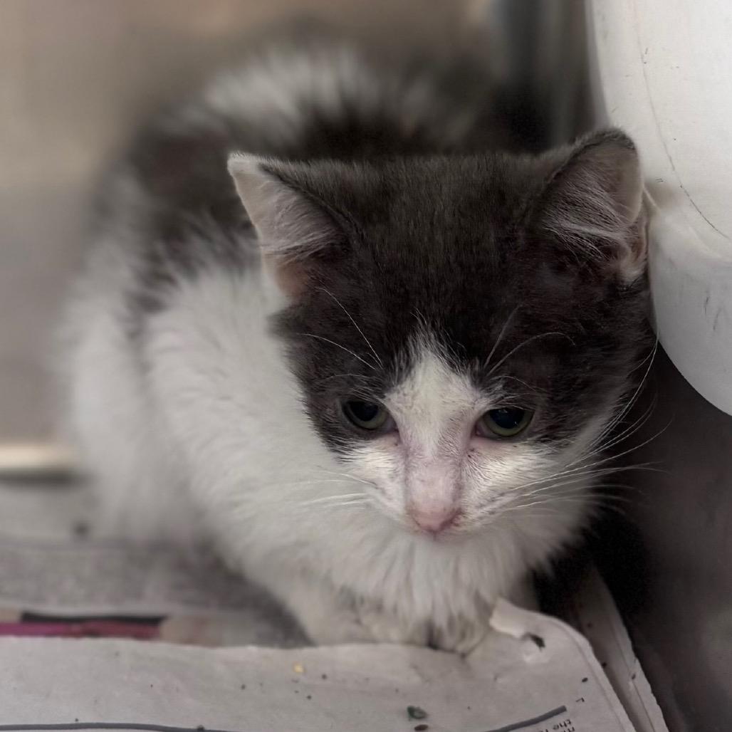 Belly, Adoptable, Kitten Female Domestic Short Hair.