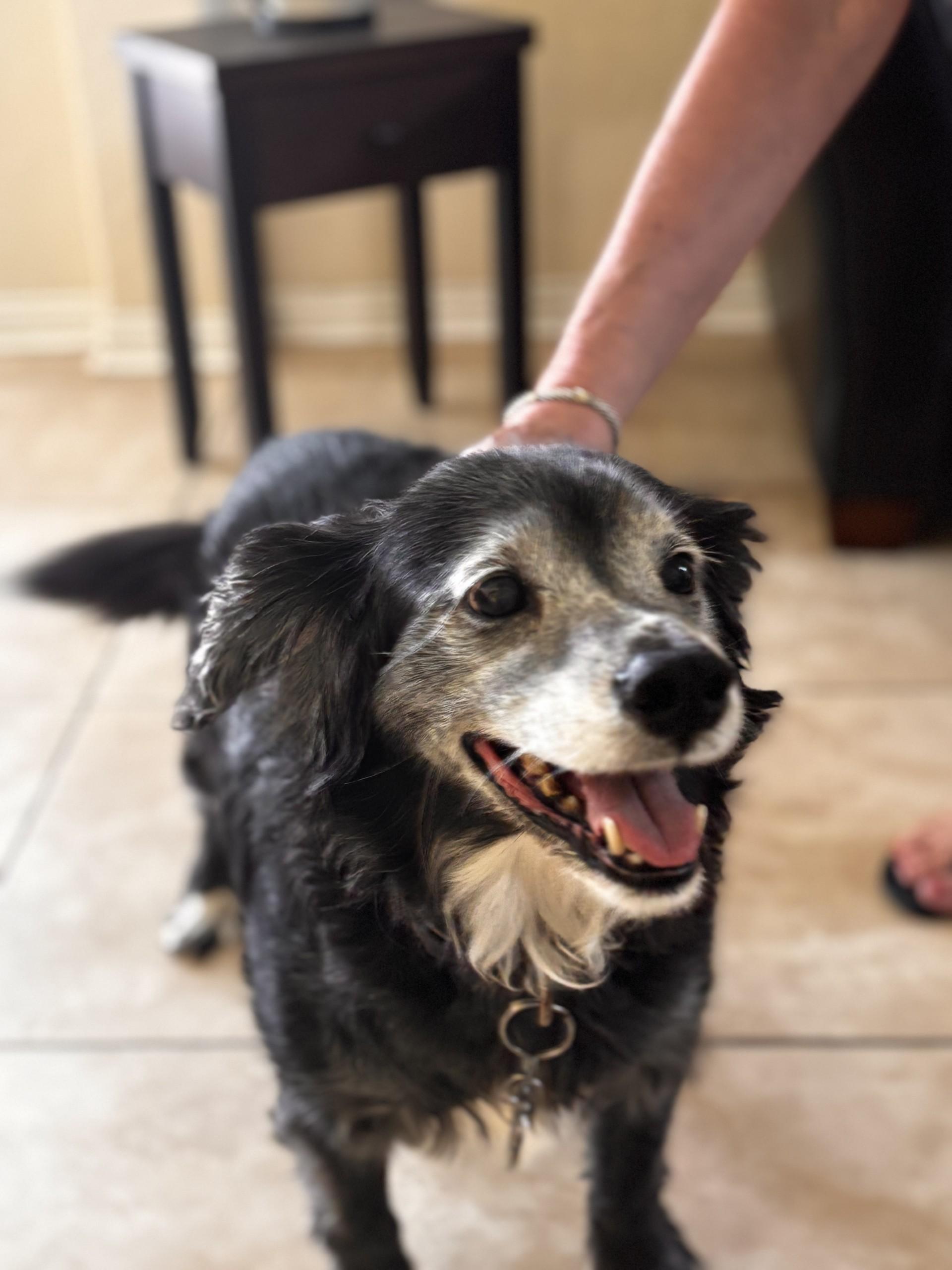 Enlarge Sampson, a ADOPTABLE mixed breed in Plano, TX image 3/6