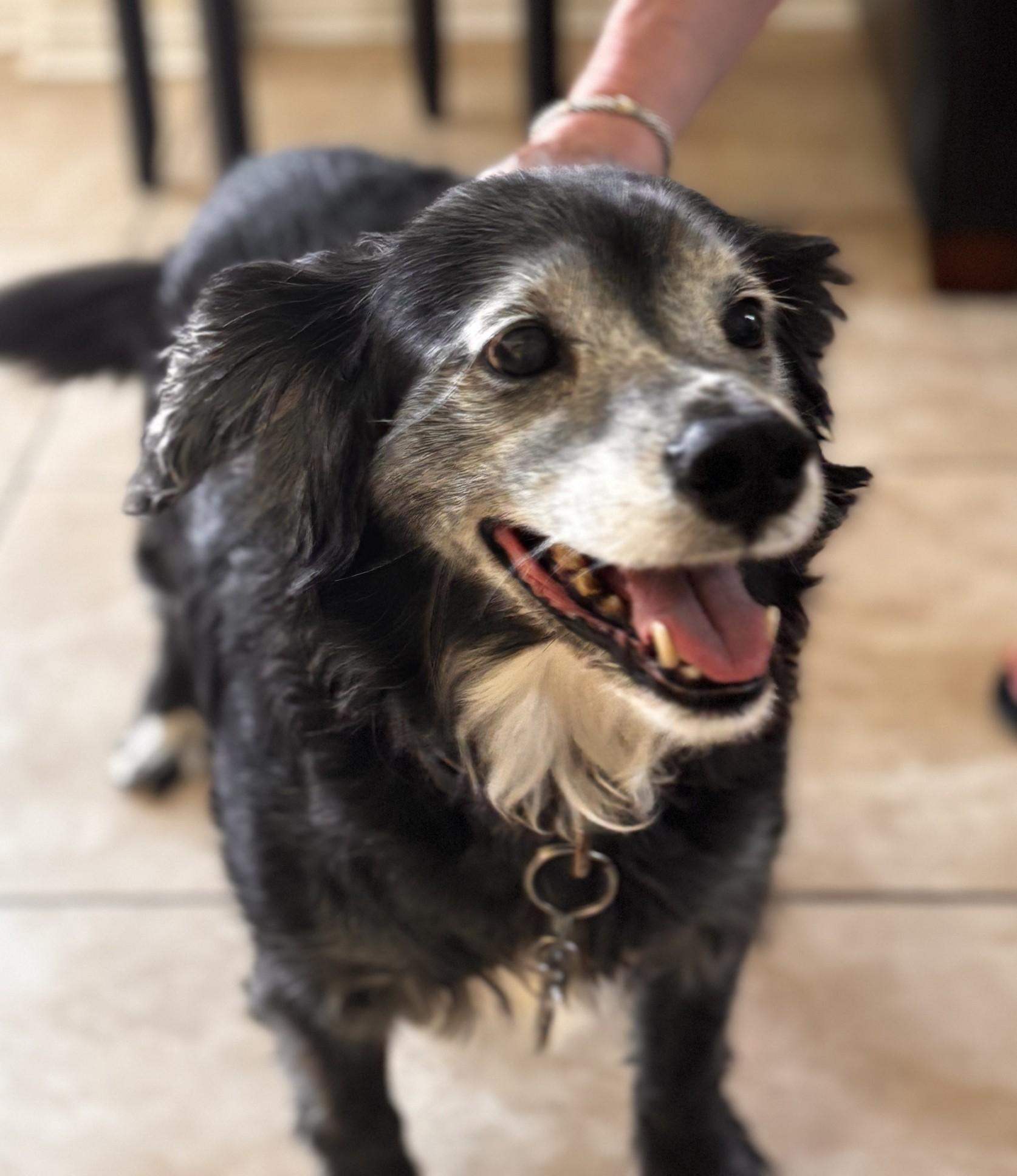 Enlarge Sampson, a Adoptable mixed breed in Plano, TX image 3/5