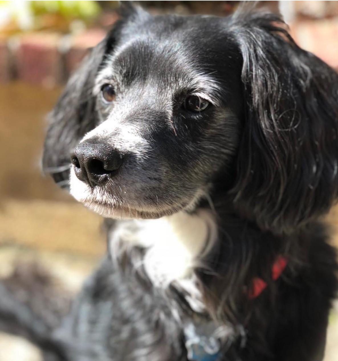 Sampson, Adoptable, Senior Male Cocker Spaniel.