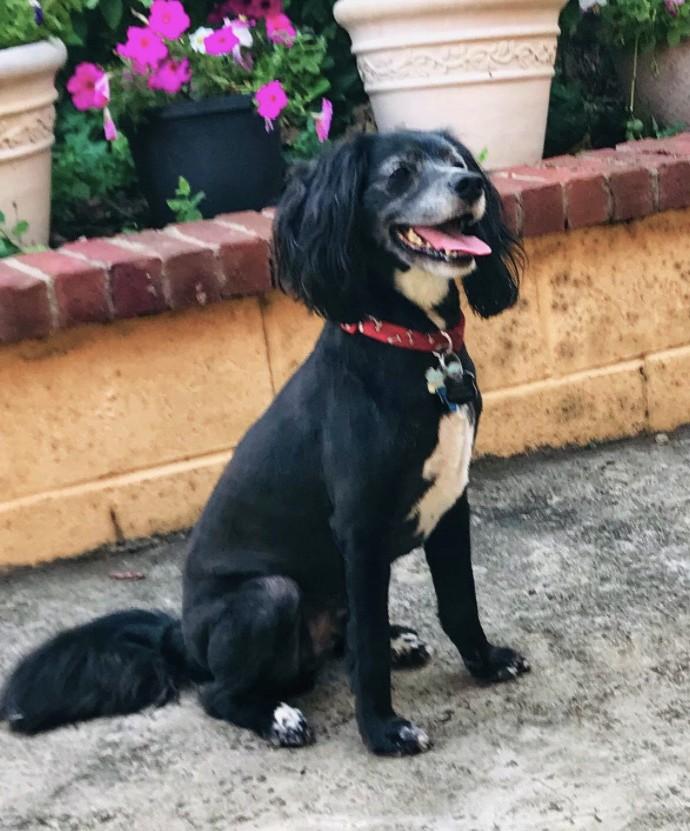 Sampson, adoptable, Senior Male Cocker Spaniel.