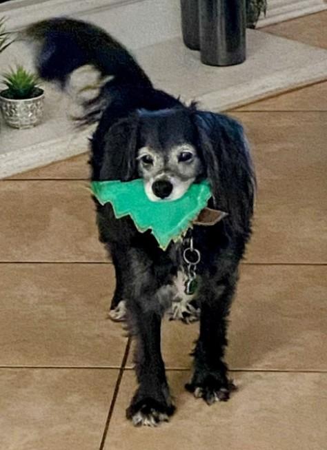 Enlarge Sampson, a Adoptable mixed breed in Plano, TX image 2/5