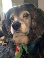 Enlarge Sampson, a Adoptable mixed breed in Plano, TX image 4/5