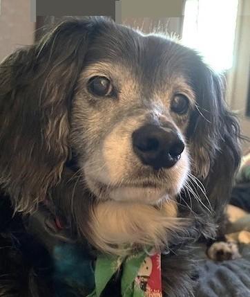 Sampson, ADOPTABLE, Senior Male Cocker Spaniel.