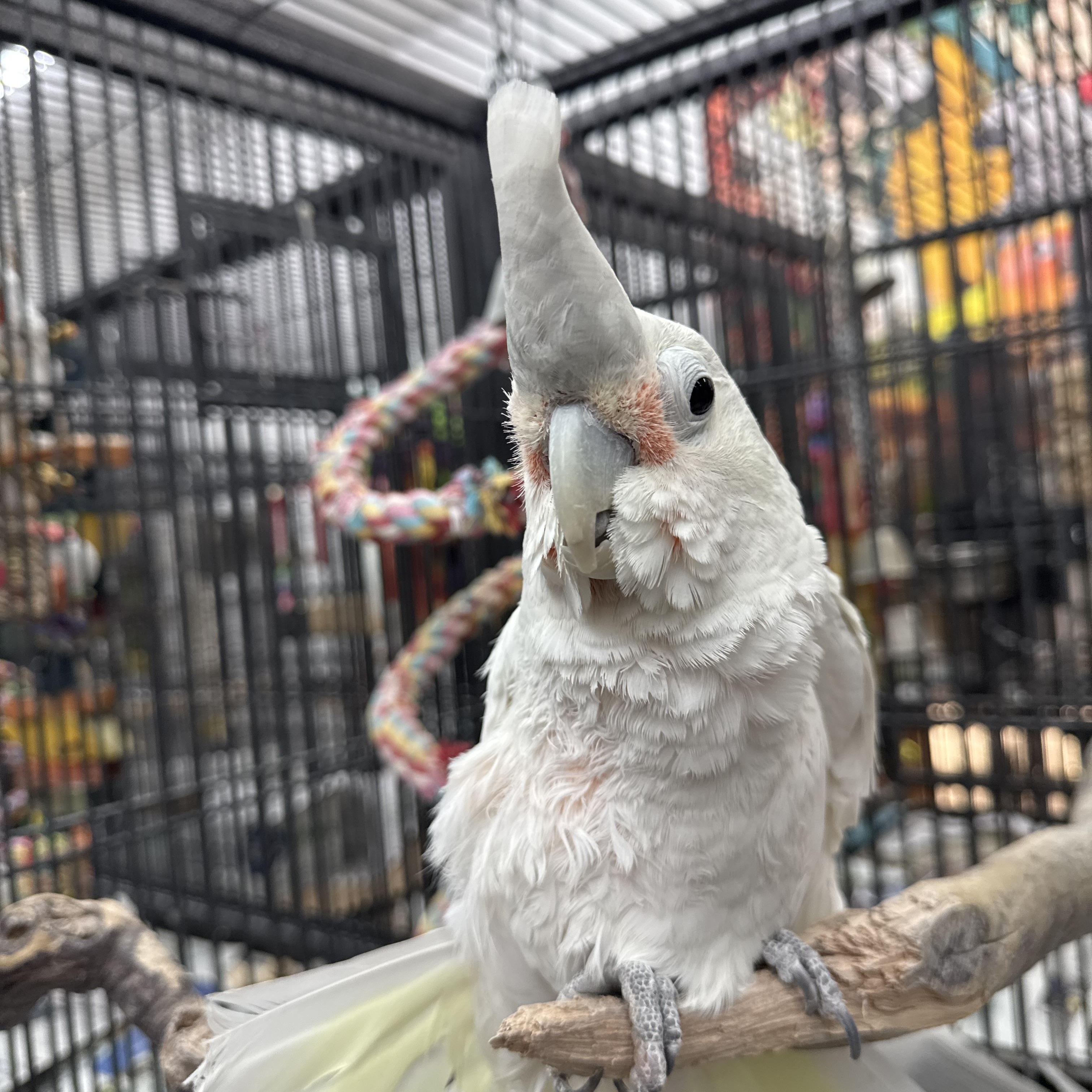 Enlarge Buttons, an adopted Cockatoo in Bend, OR image 1/1